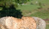 Trail Walking Williers - chameleux - Photo 2