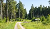 Tour Zu Fuß Willebadessen - Willebadessen Rundweg A7 - Photo 9