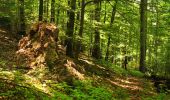 Percorso A piedi Weinheim - Rundwanderweg Bärsbacher Weg 2: Eichelberg-Weg - Photo 1