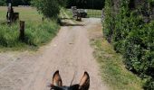 Trail Horseback riding Falck - Falck, forêt de la Houve  - Photo 8