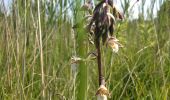 Percorso A piedi Cudrefin - La Sauge – Cudrefin - Photo 4