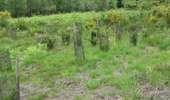 Trail On foot Malmedy - Xhoffraix : Les 2 Vallées - Photo 6