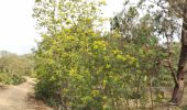 Trail Walking Bormes-les-Mimosas - les 3 cols Bormes les Mimosas  - Photo 4