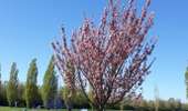 Tour Wandern Sotteville-sous-le-Val - 20260407-sotteville sous le val cool - Photo 1