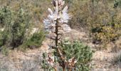 Tour Wandern Aix-en-Provence - sentier Badaire plateau de l'Arbois - Photo 10