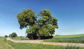 Tocht Te voet Elchingen - Postweg - Photo 5