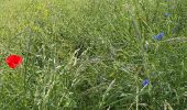 Trail Walking Saint-Hubert - Awenne - Photo 6