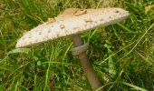 Tour Zu Fuß Edertal - Nationalparkrundweg Goldgräberpfad - Photo 7