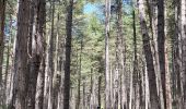 Tour Wandern Vivario - cascade  de manganello et de meli - Photo 3