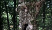 Trail Walking Manhay - Les Deux-Rys - Photo 10