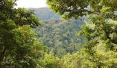 Trail Walking São Jorge - Levada del Rei - Photo 13