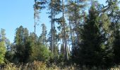 Tour Zu Fuß Kaufungen - Niederkaufungen, Rundweg 25 - Photo 1