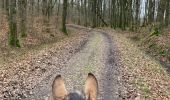 Tocht Paardrijden Saint-Martin - Tivio selle western  - Photo 2