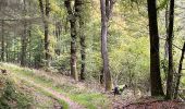 Randonnée Marche Martelange - Dans l’intimité d’une forêt  - Photo 12