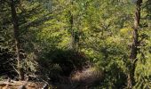 Trail Walking Grandfontaine - Positions fortifiées du Donon sentier des casemates - nord - Photo 10