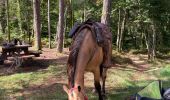 Trail Horseback riding Saint-Quirin - Camping st quirin belles roches abri Klein haut du bon Dieu halmoze lamperstein  - Photo 13