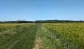 Trail Walking Azay-sur-Cher - Azay-sur-Cher - Brandon Truyes le Grais - 23.7km 185m 5h25 (50mn) - 2025 05 18 - Photo 10