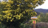 Randonnée Marche Tanneron - Mimosa  - Photo 9