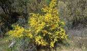 Randonnée Marche La Londe-les-Maures - valcros babaou - Photo 10