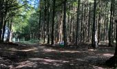 Tour Wandern Vielsalm - Bihain - Photo 15