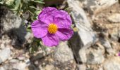 Tour Wandern Mérindol - PF-Mérindol - Carrières - Durance - Garrigue - CP - Photo 8