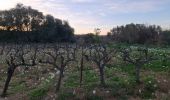 Trail Walking Roquefort-des-Corbières - Roquefort des Corbières  - Photo 15