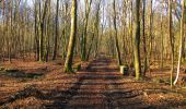 Trail Walking Vieux-Moulin - en forêt de Compiègne_25_les Tournantes du Mont Saint-Pierre - Photo 12