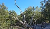 Tour Wandern Signes - Signes - L'éléphant de pierre - Photo 14