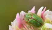 Tocht Te voet Amay - Promenade d'Ombret - Photo 8