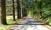 Excursión Senderismo Saou - La Grande Combe en Forêt de Saoû - Photo 15