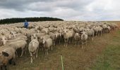 Tour Zu Fuß Simmerath - Katzensteinerweg - Photo 1