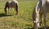 Trail Horseback riding Raon-l'Étape - Claude yogo tiboy Vispa  - Photo 5