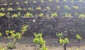 Tour Wandern Collioure - Collioure col de serre dans les vignes  - Photo 1