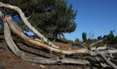 Tocht Te voet Haltern am See - Westruper Heide Rundweg A3 - Photo 4