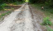 Percorso Marcia Brain-sur-Allonnes - BALADE BRUN SUR ALLONE DANS LA FORÃT  - Photo 12