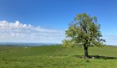 Randonnée Marche Lascelle - Arbre de quenouille, rocher saint curial, col de berganti - Photo 1