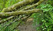 Tour Wandern Kiischpelt - Kautenbach - Sentier local KI 2 - Photo 8