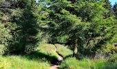 Trail Walking Waimes - La Cascade du Bayehon   - Photo 2