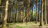 Tour Wandern Gedinne - Willerzie 190425 - Photo 7