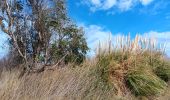 Tour Wandern Argelès-sur-Mer - mas larrieu - argeles / l hiver - Photo 16