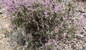 Tour Wandern Pierrefeu-du-Var - Circuit dans les maures - Photo 5