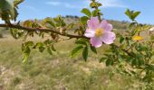 Trail Walking Fraissinet-de-Fourques - Nime le Vieux 10 km - Photo 8