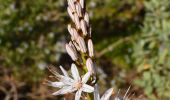 Trail Walking La Valette-du-Var - SityTrail - Le tour du coudon - Photo 11