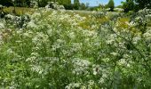 Trail Walking Recoules-d'Aubrac - Au temps des fleurs et des genêts - Photo 8