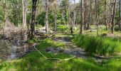 Trail Walking Fontainebleau - Le mont aigu  - Photo 9