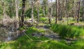 Excursión Senderismo Fontainebleau - Le mont aigu  - Photo 9