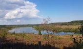 Excursión Senderismo Maasmechelen - Mechelse Heide  - Photo 15