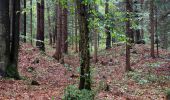 Tour Zu Fuß Sankt Stefan ob Stainz - Wanderweg S4 - Photo 9