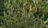 Randonnée Marche Saou - Forêt de Saou  - Photo 1