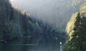 Excursión A pie Gheorgheni - Lacul Roșu – Valea Oii – sub Poiana Albă (blue stripe) - Photo 7